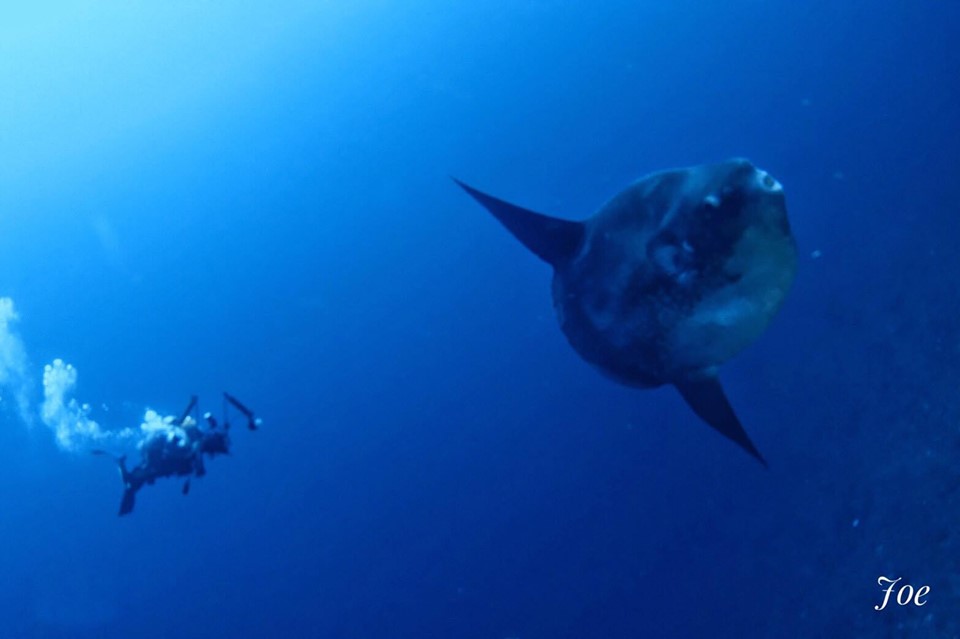 Mola Mola Bali: The Famous Underwater Beast
