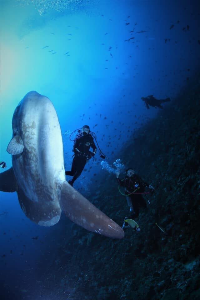 Mola Mola Bali: The Famous Underwater Beast
