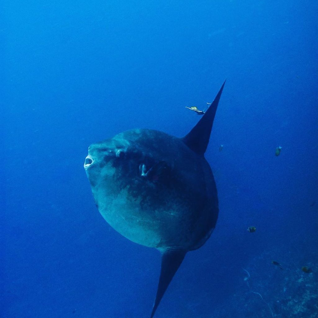 Three Top Bali Dive Sites for the Big Fish