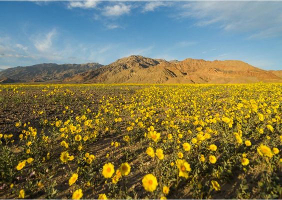 Death Valley spring bloom