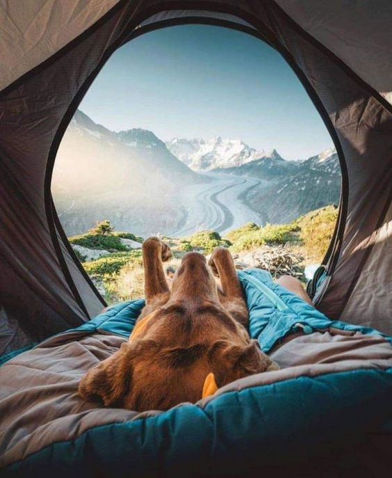 Tips On Taking Your Dogs For Camping