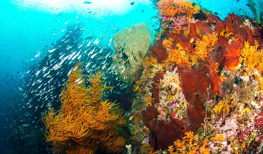 Best dive sites Raja Ampat