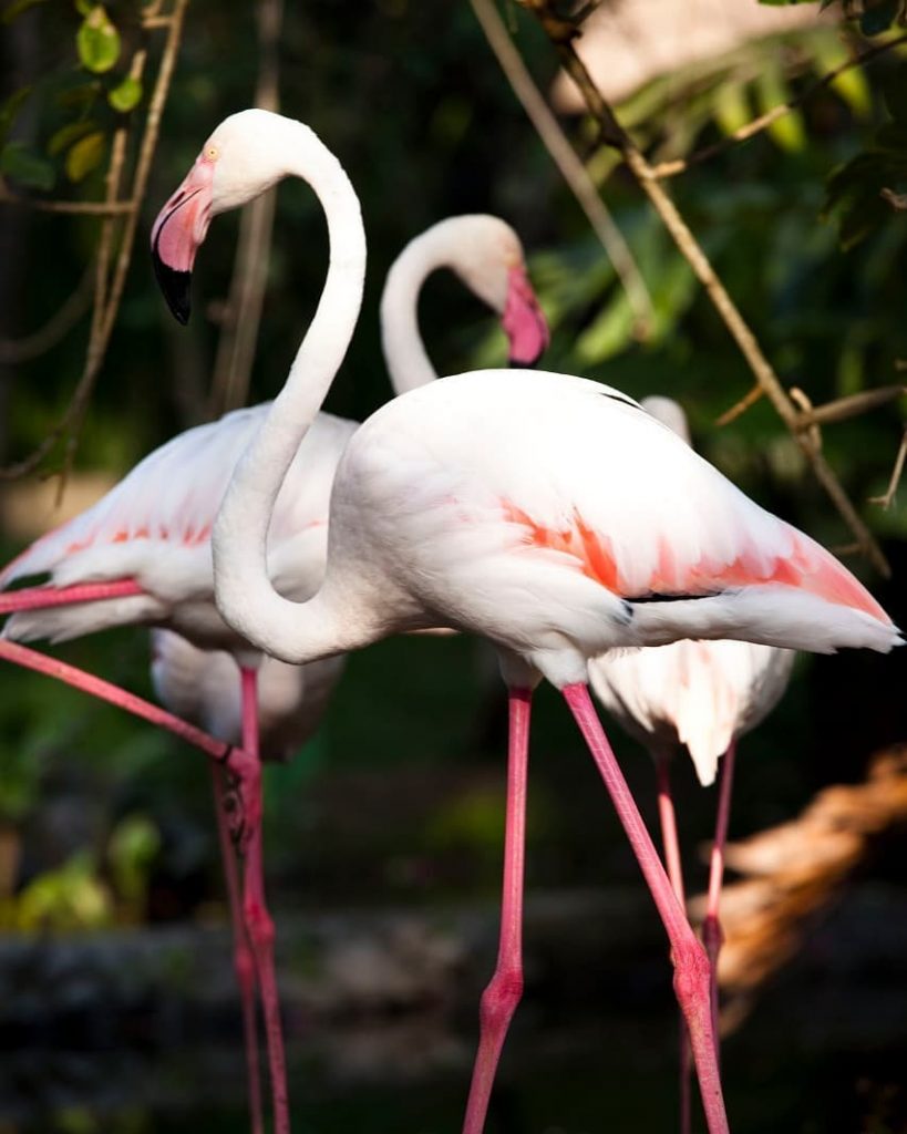 Visit the Birds at Bali Bird Park