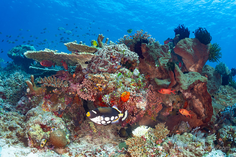North vs South Komodo Diving: Two Worlds Below